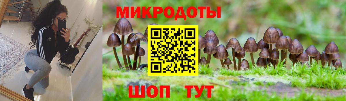 Галлюциногенные грибы Psilocybe  Вход с VPN  Псилоцибиновые грибы Psilocybe  Шебекино 